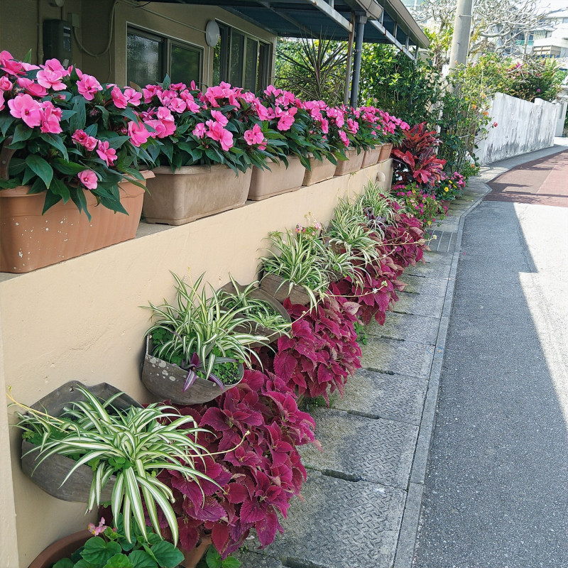 お宿の周りはお花がいっぱい