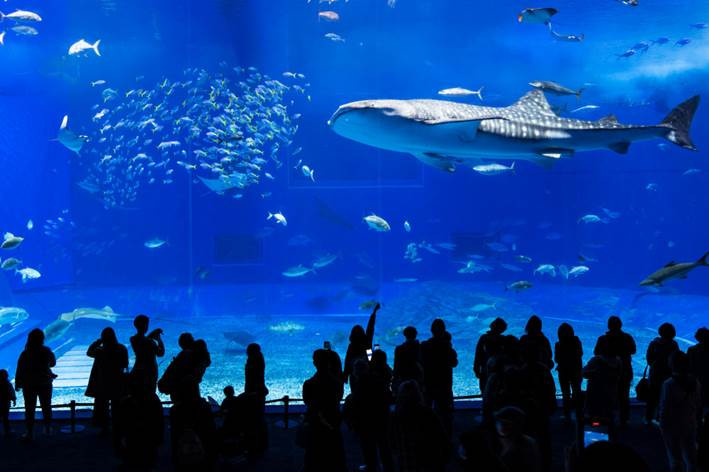 ③沖縄美ら海水族館