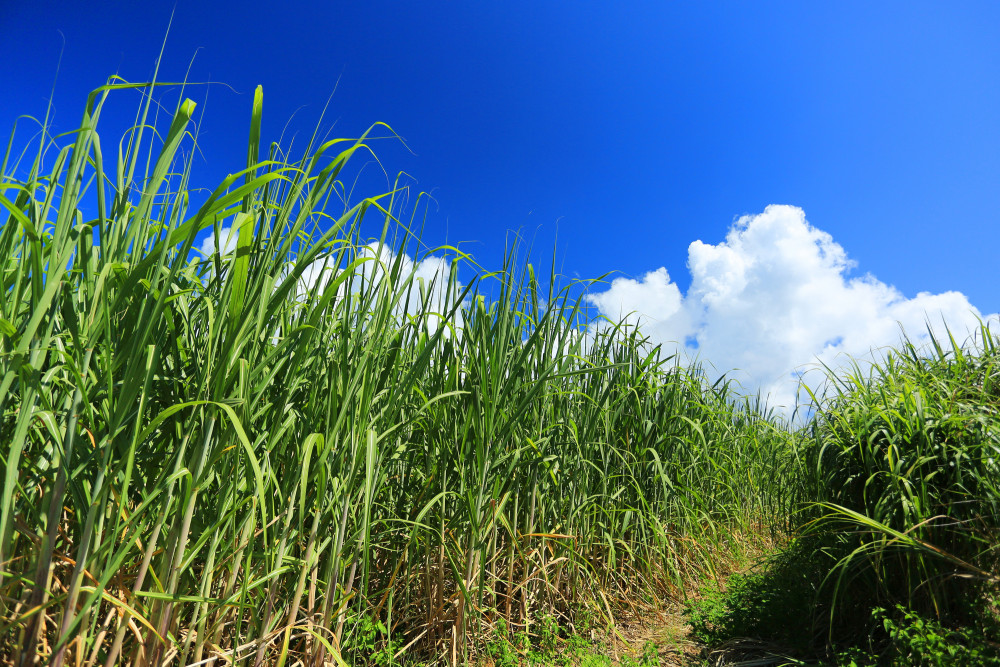 おすすめ②中城村に残る昔ながらの風景