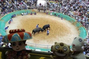 秋の全島闘牛大会