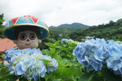 雨の日も楽しい！よへなあじさい園。オーナー・ウトさんと花に囲まれてゆんたく♪