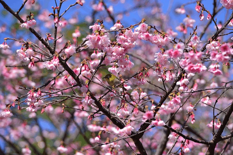 桜まつり1