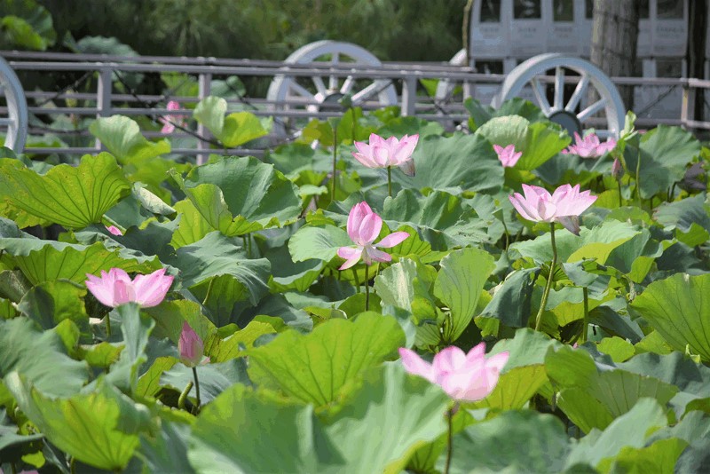 東南植物楽園2