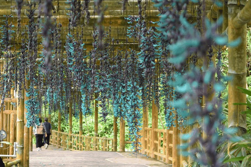 東南植物楽園3