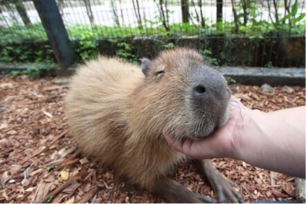 動物とふれあえるエリア