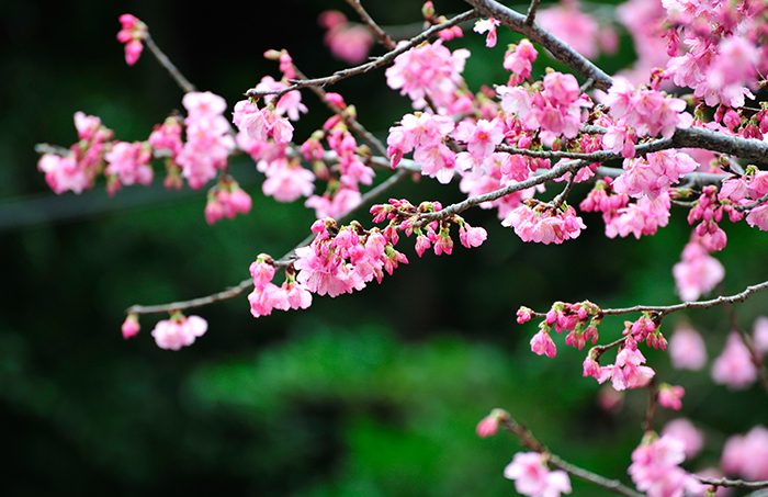 桜まつり