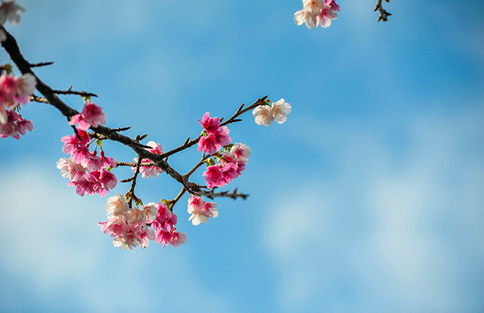 桜まつり